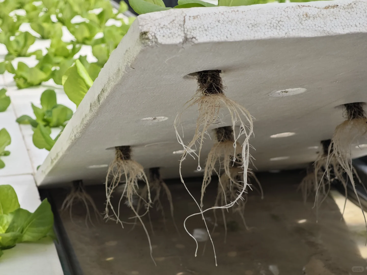 京东植物工厂参观：科技农业的硬核体验?