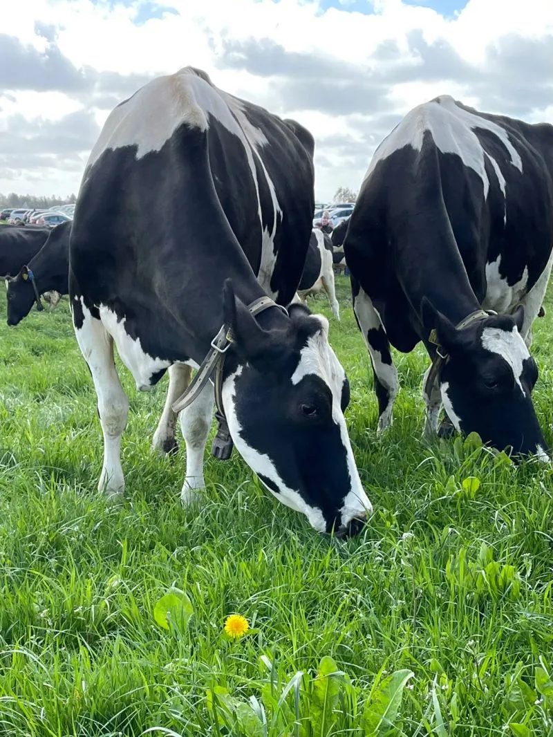 *Arla奶牛的幸福生活