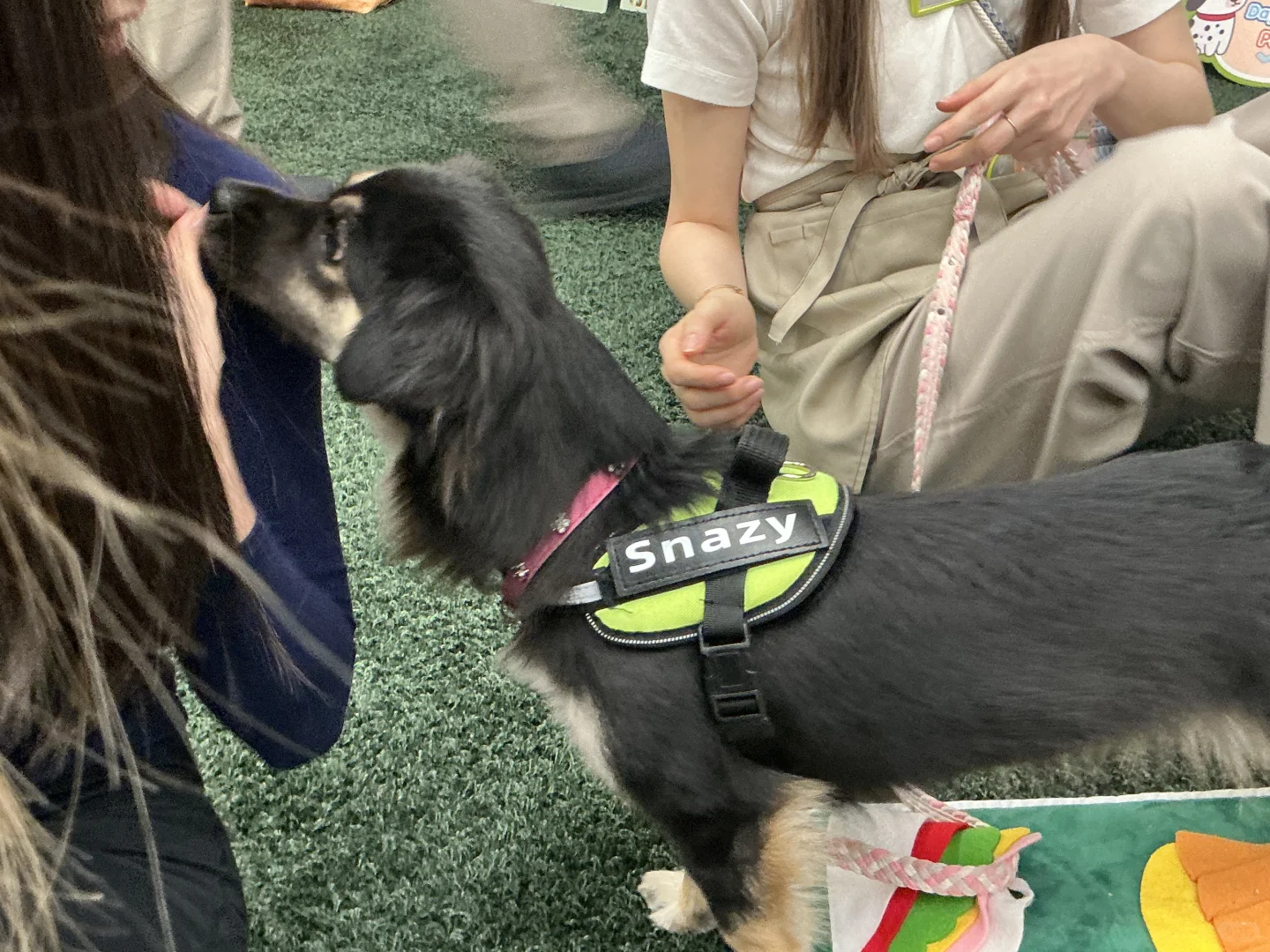 谁家图书馆可以撸小狗呀