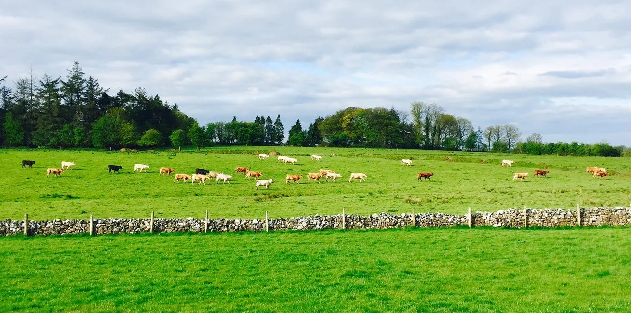 *Arla奶牛的幸福生活