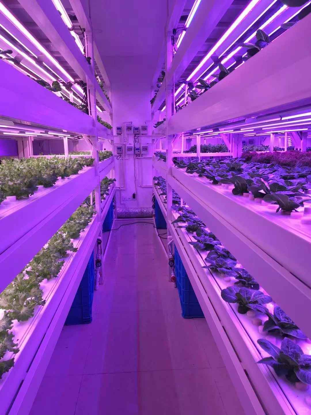 ?智慧农业工厂大揭秘！“未来种菜”模式