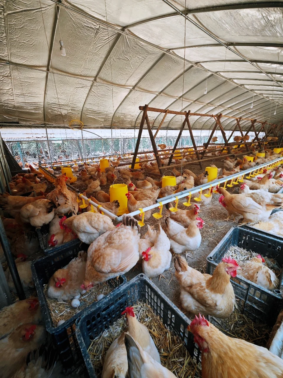 吃?鸡农场，一场美味与欢乐的邂逅?