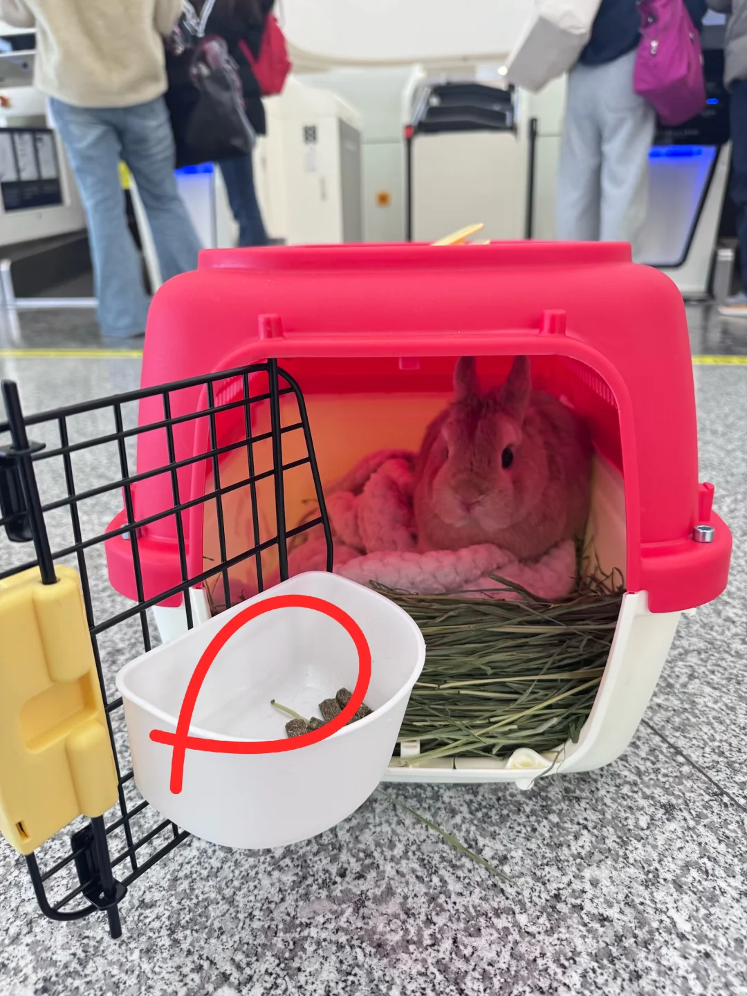 大兴机场宠物托运全过程 小兔坐飞机