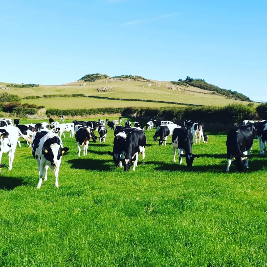 *Arla奶牛的幸福生活