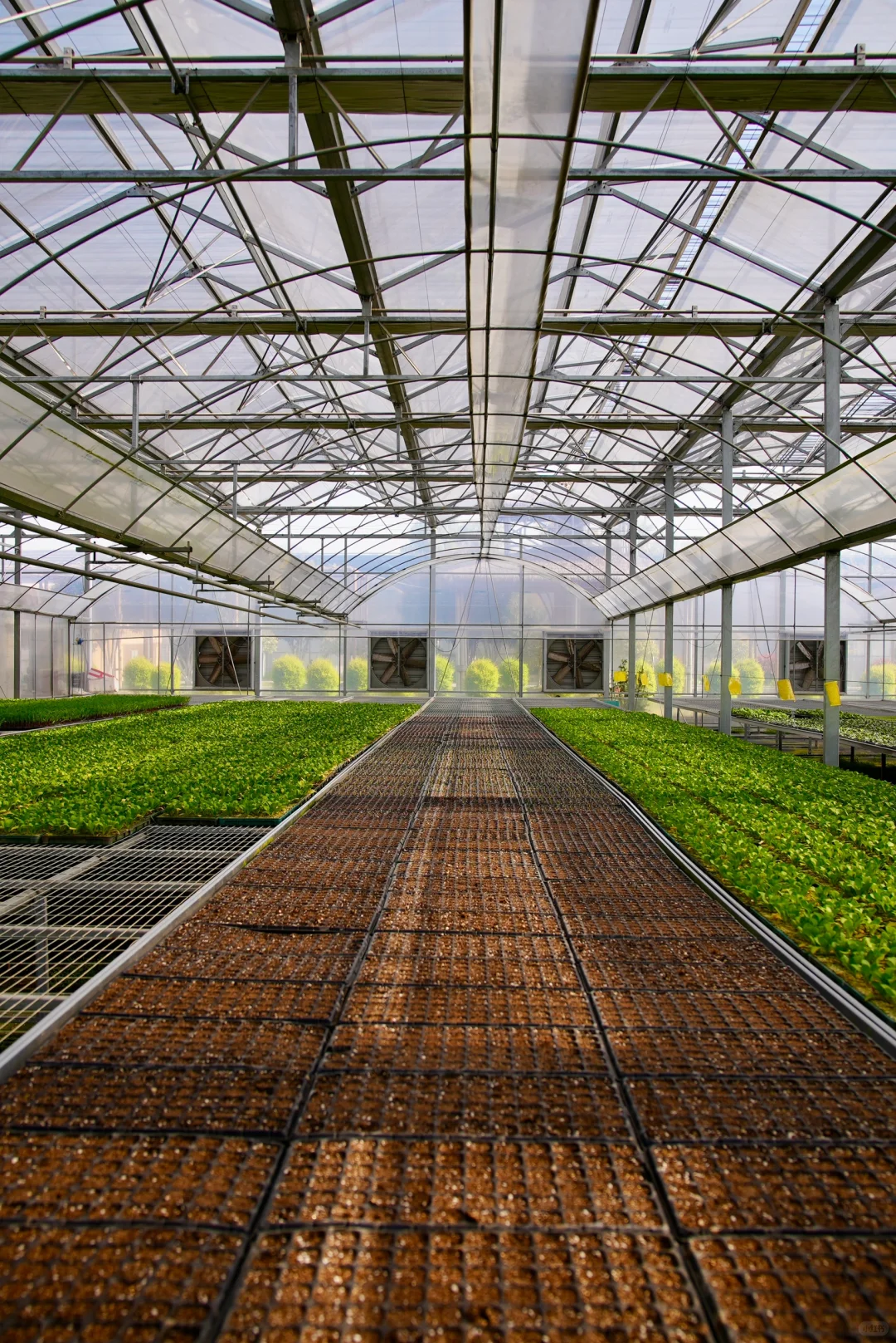 阳光洒进大棚的幸福感