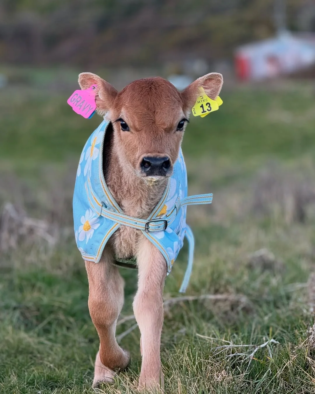 一群可爱的小牛牛?们的日常生活！