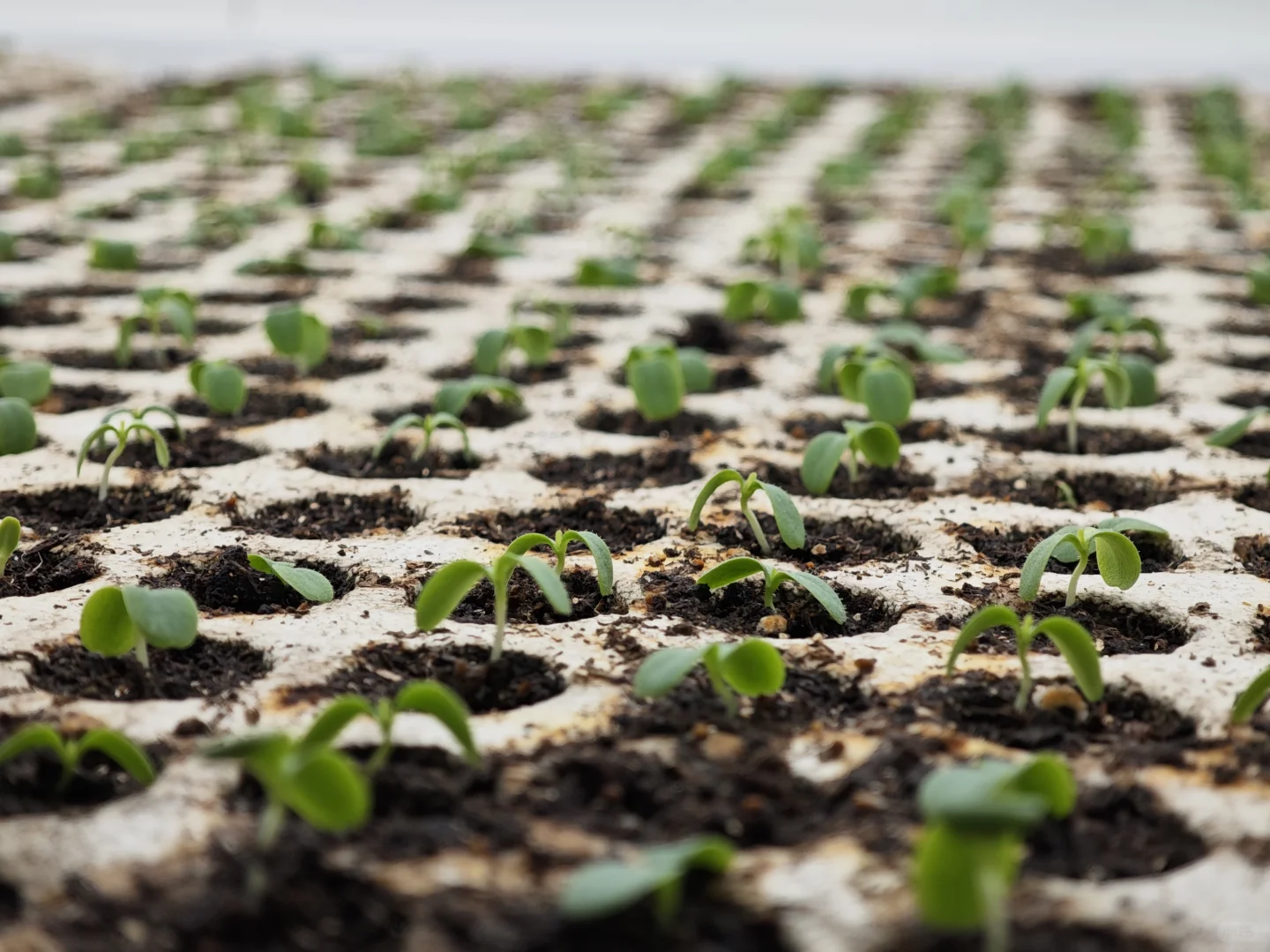 京东植物工厂参观：科技农业的硬核体验?