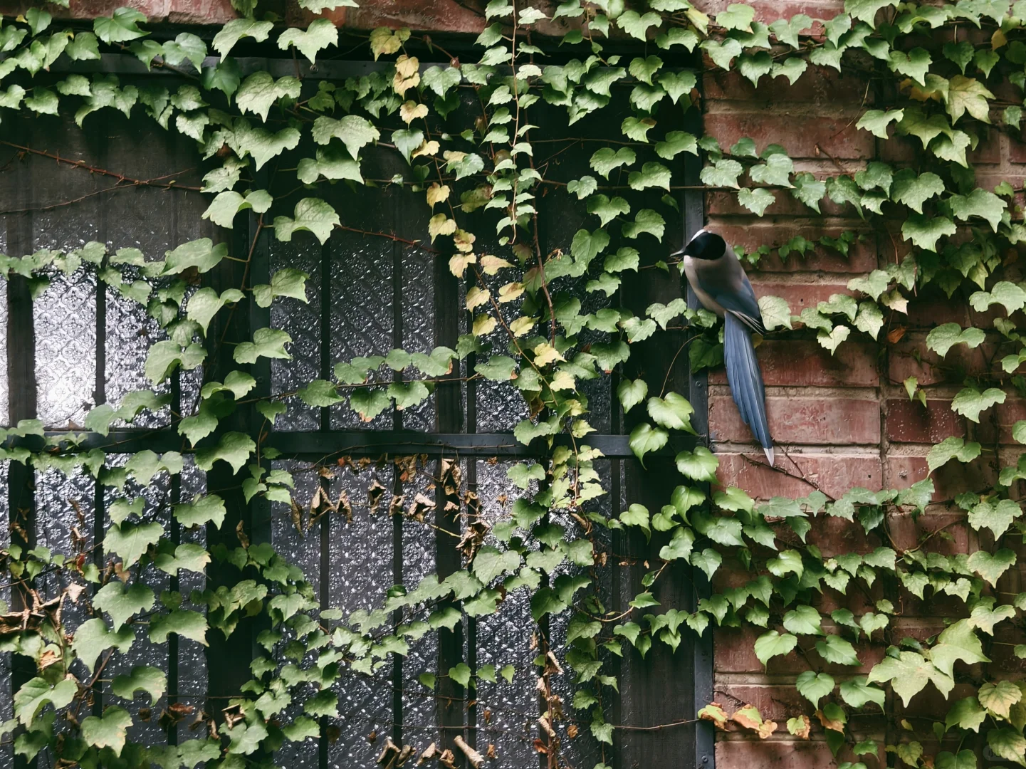 漫卷·象牙塔：清华大学 | 图书馆