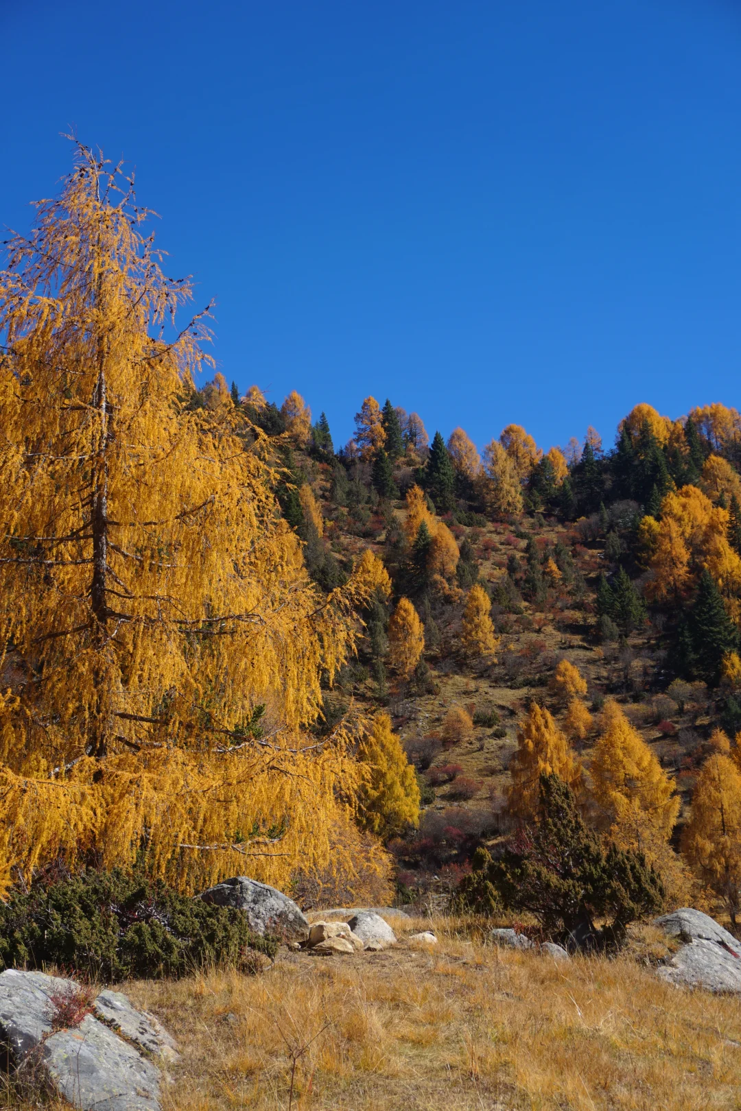 川西系列～小金～大坪牧业村～龙头滩