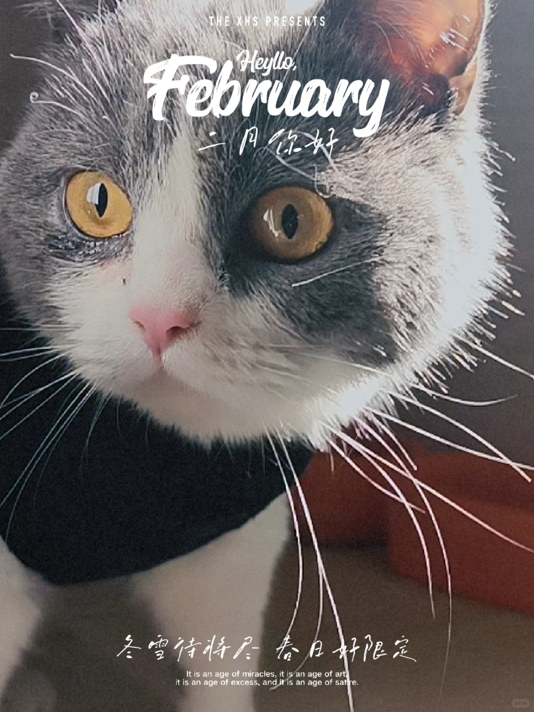 宠物飞机运输，宠物运输怎么选择运输工具