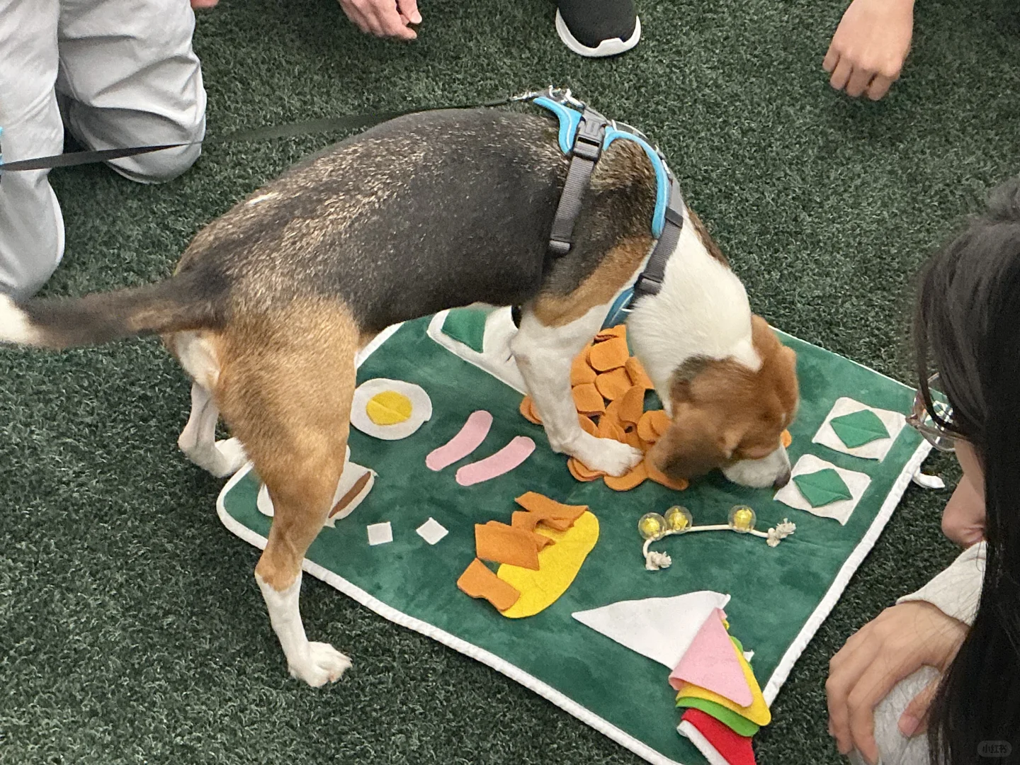 谁家图书馆可以撸小狗呀