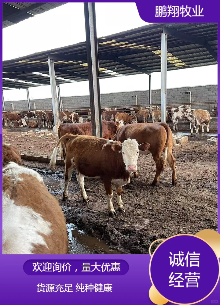 鹏翔牧业黄牛