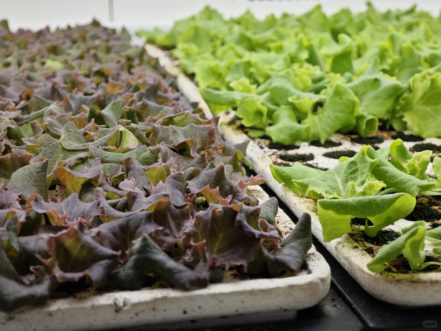 京东植物工厂参观：科技农业的硬核体验?