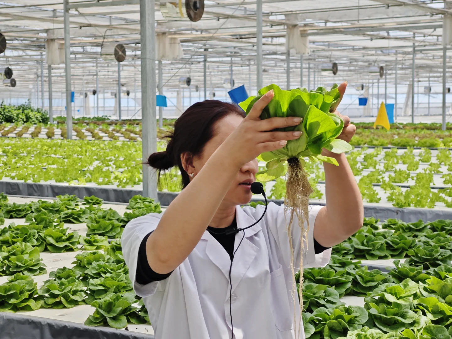 京东植物工厂参观：科技农业的硬核体验?