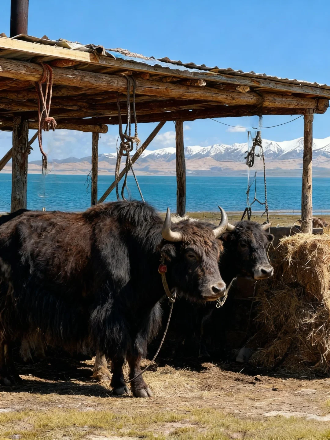 我们为何扎根于这片高原？为什么是青海？