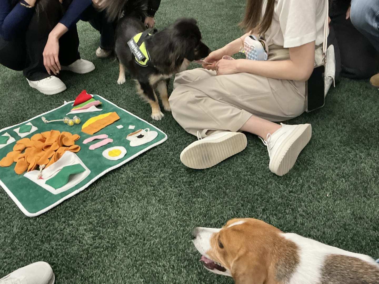 谁家图书馆可以撸小狗呀