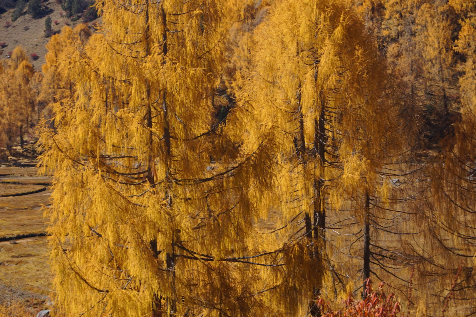 川西系列～小金～大坪牧业村～龙头滩