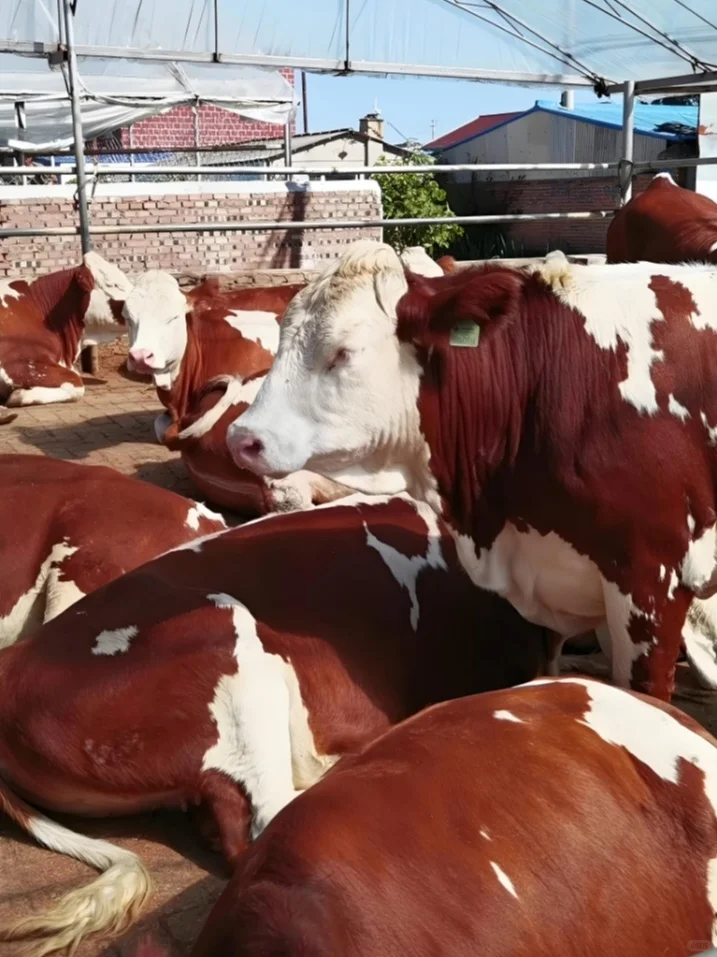 现在买到本土黄牛肉的概率还有多大？