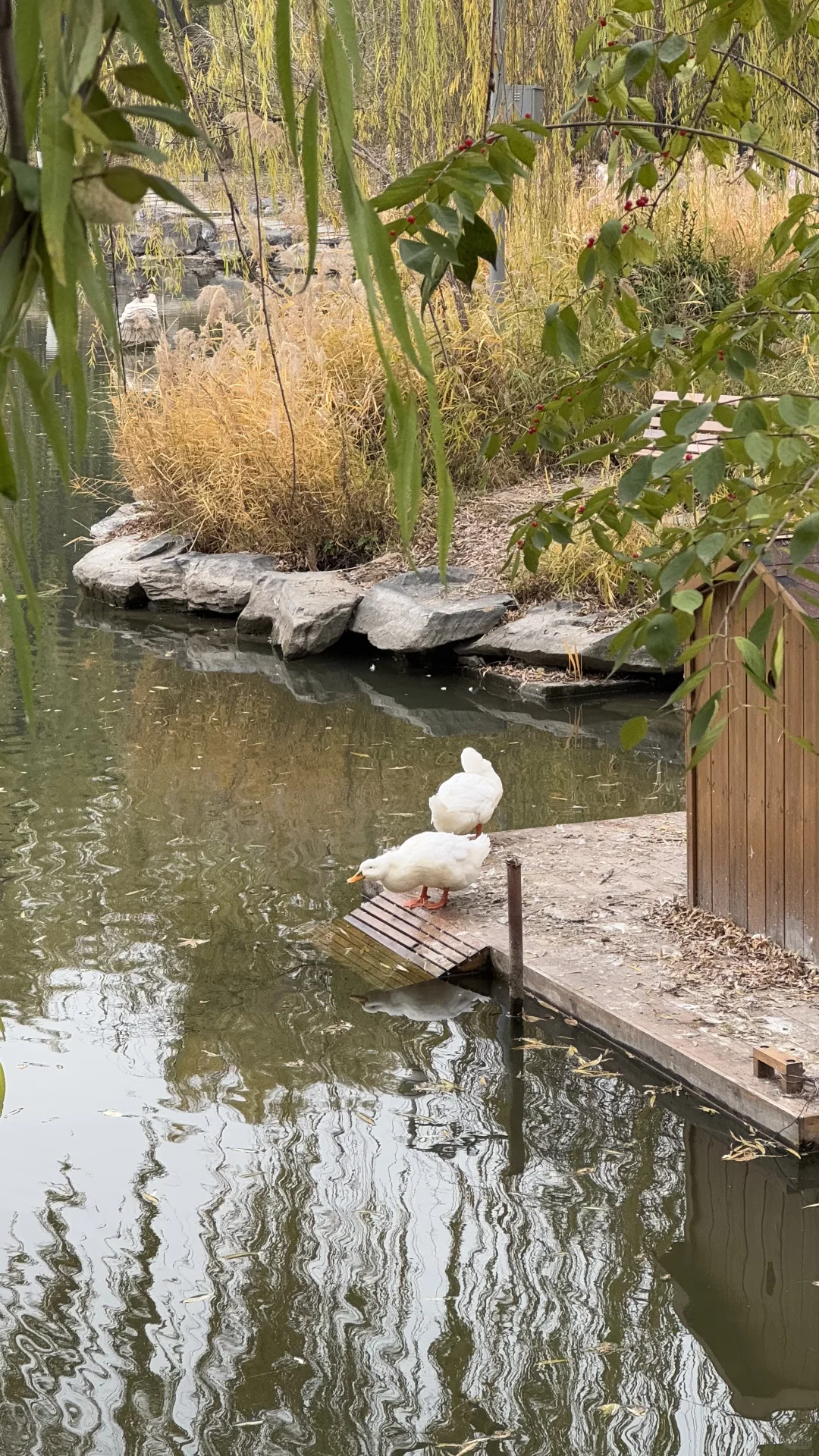 北大图书馆｜第一印象不大，但是人文气氛很浓