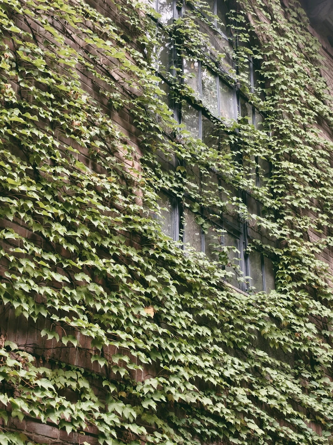 漫卷·象牙塔：清华大学 | 图书馆