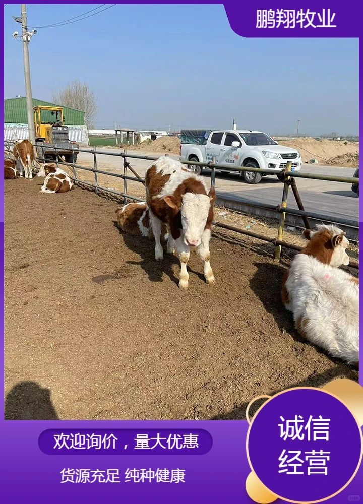 鹏翔牧业黄牛