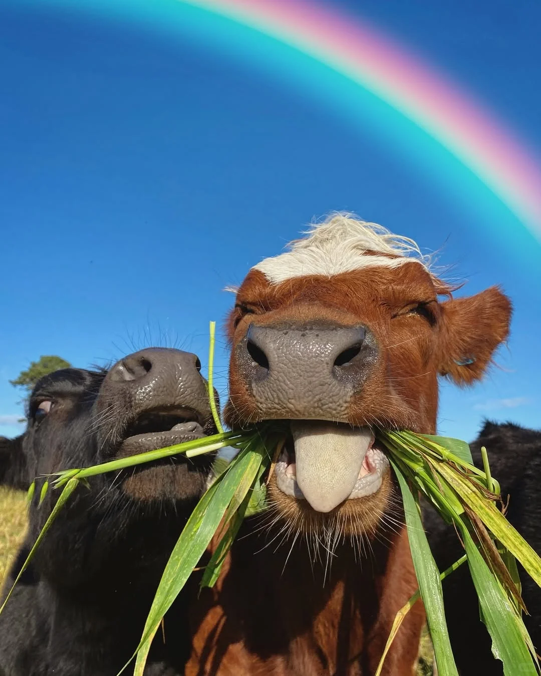 一群可爱的小牛牛?们的日常生活！