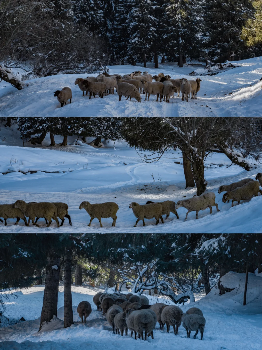 新疆踩线手记｜伊犁我最爱的冬天，原来在昭苏