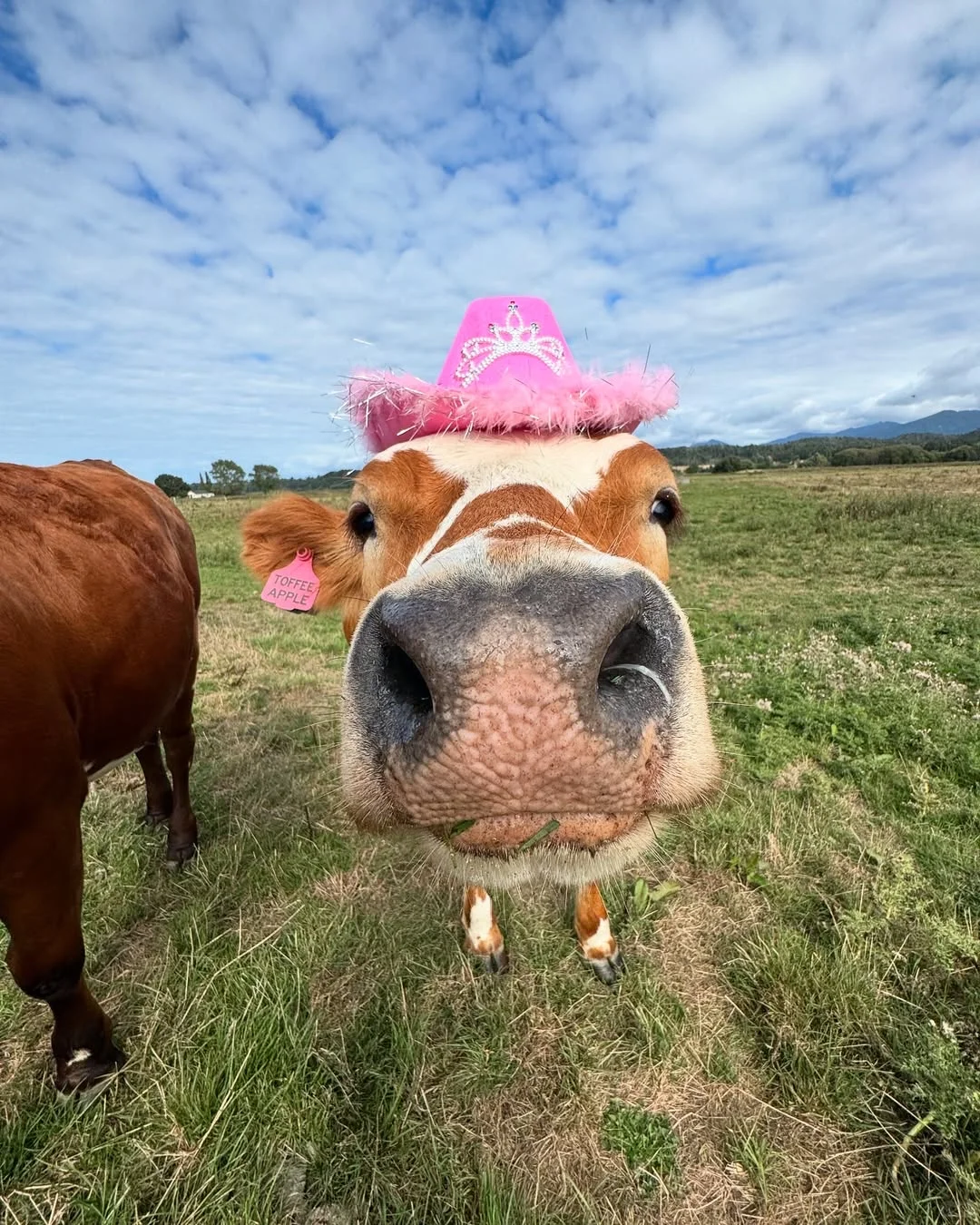 一群可爱的小牛牛?们的日常生活！