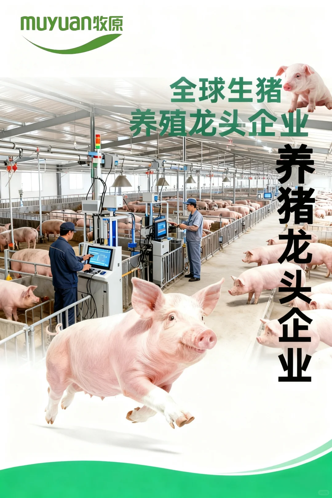 牧原全链配齐：养猪我们是认真哒！！