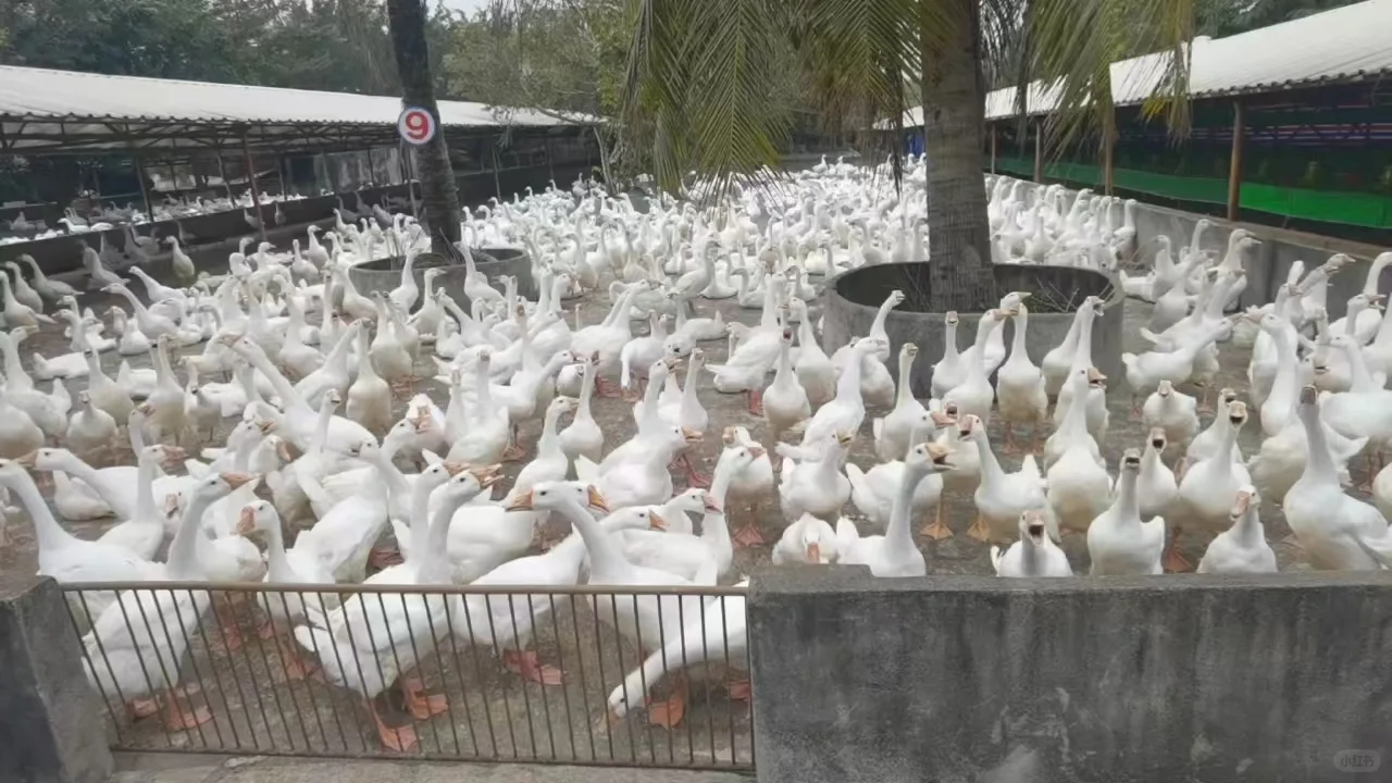 白莲鹅集团简介