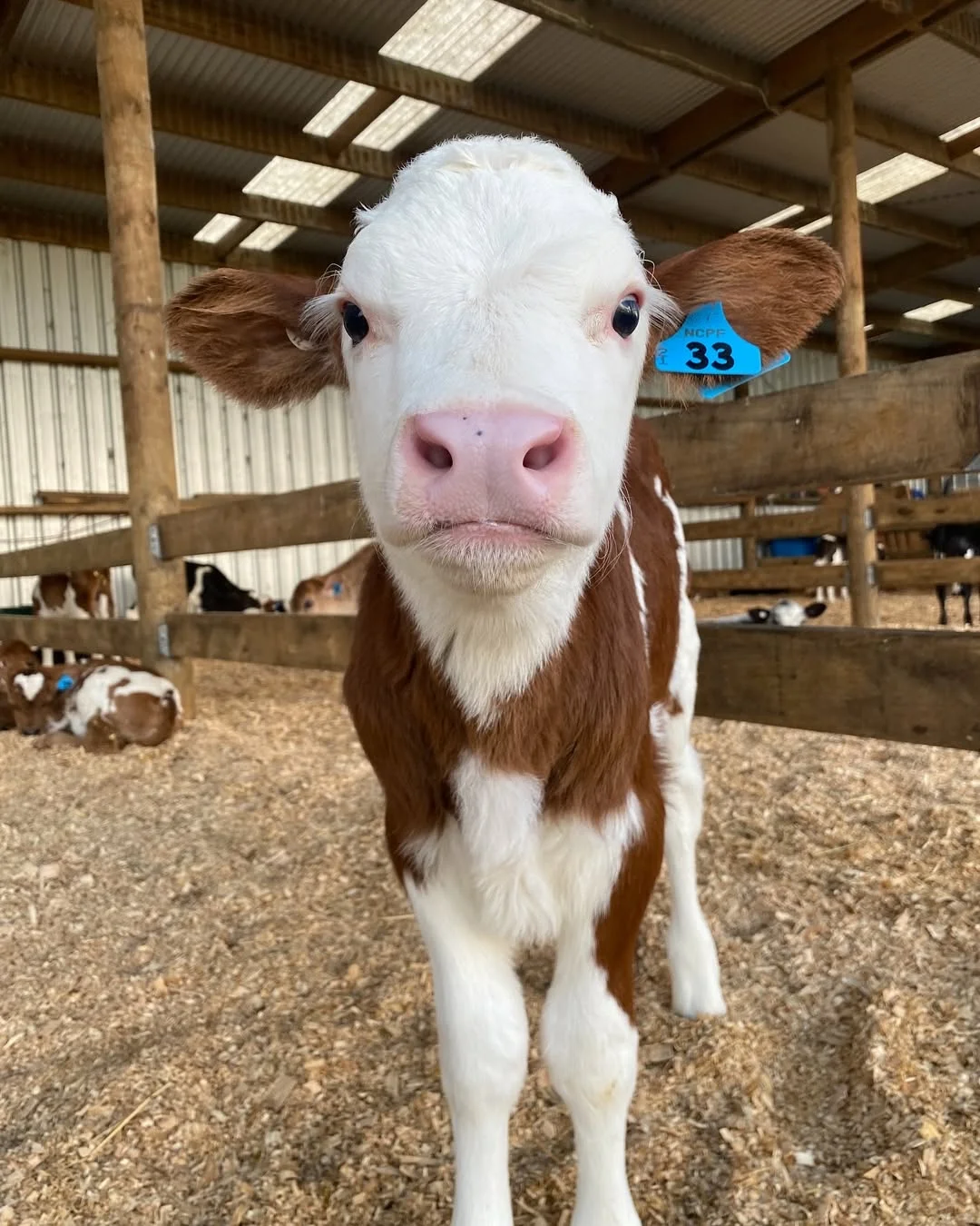 一群可爱的小牛牛?们的日常生活！