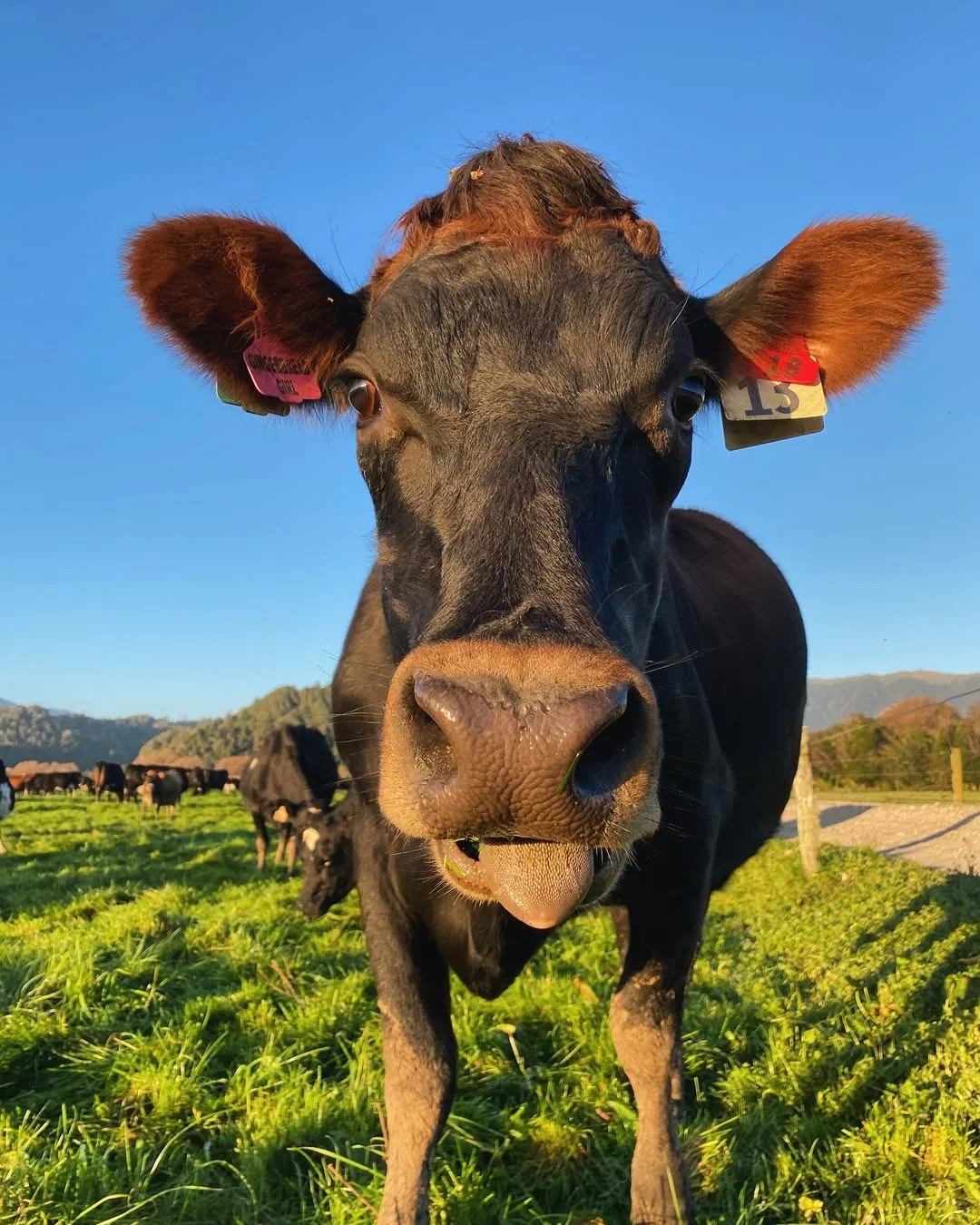 一群可爱的小牛牛?们的日常生活！