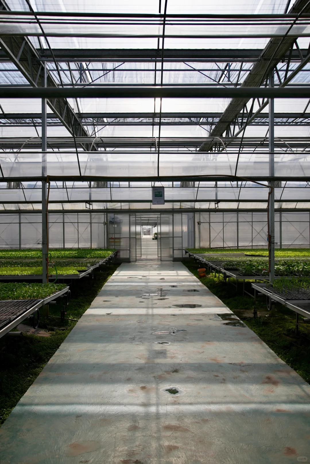 阳光洒进大棚的幸福感