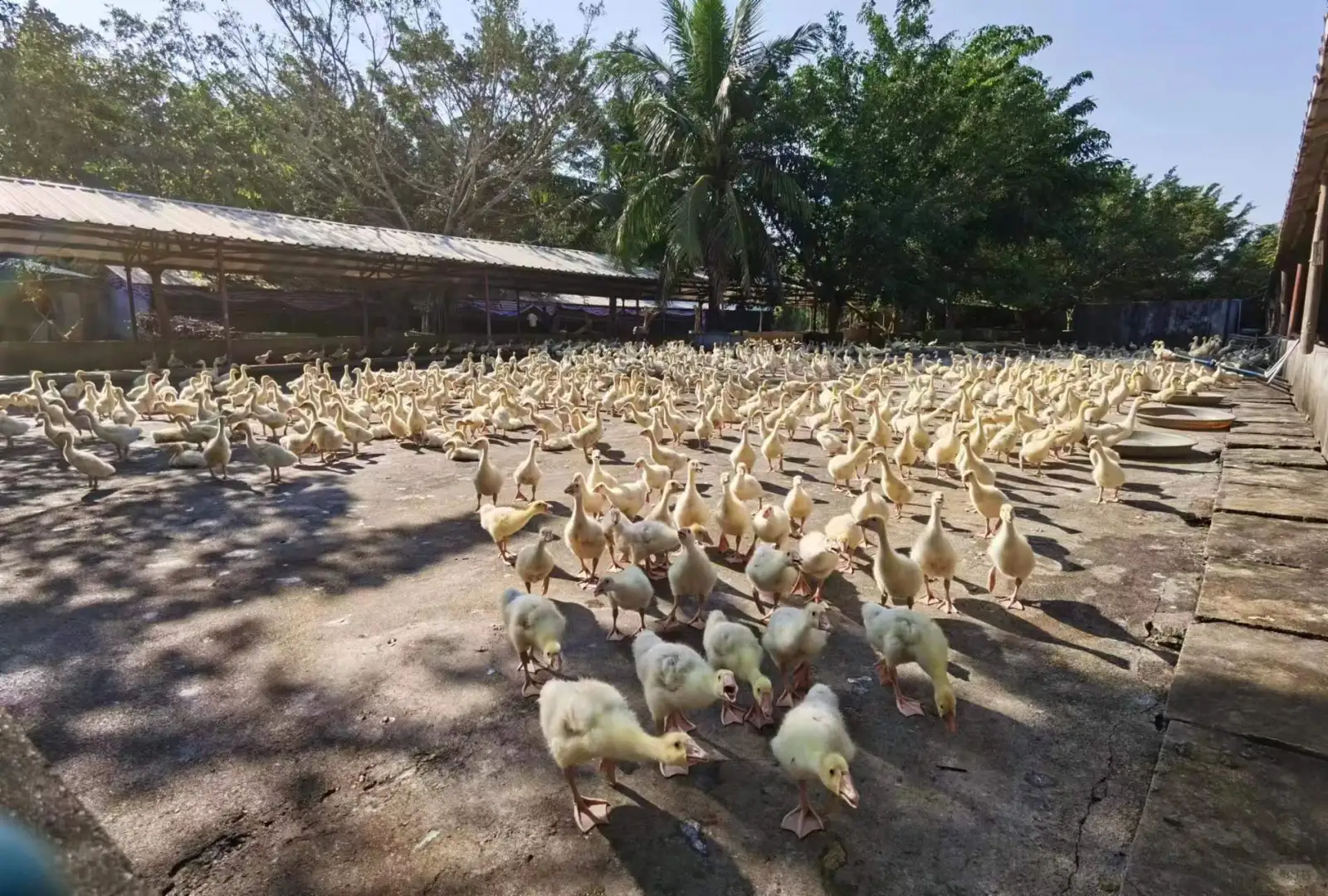 白莲鹅集团简介