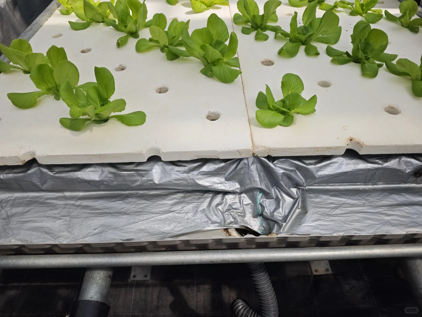 京东植物工厂参观：科技农业的硬核体验?