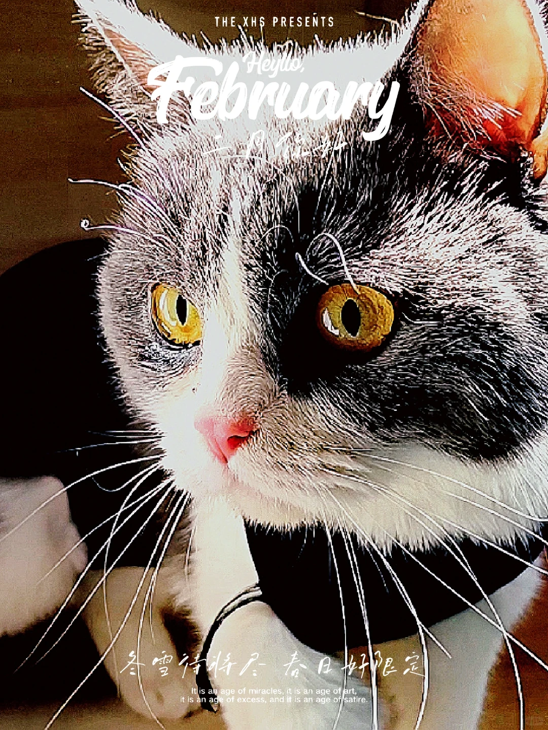 宠物飞机运输，宠物运输怎么选择运输工具