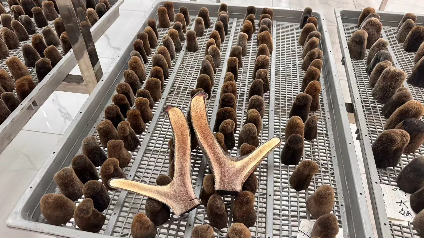 人工养殖双阳梅花鹿鹿茸