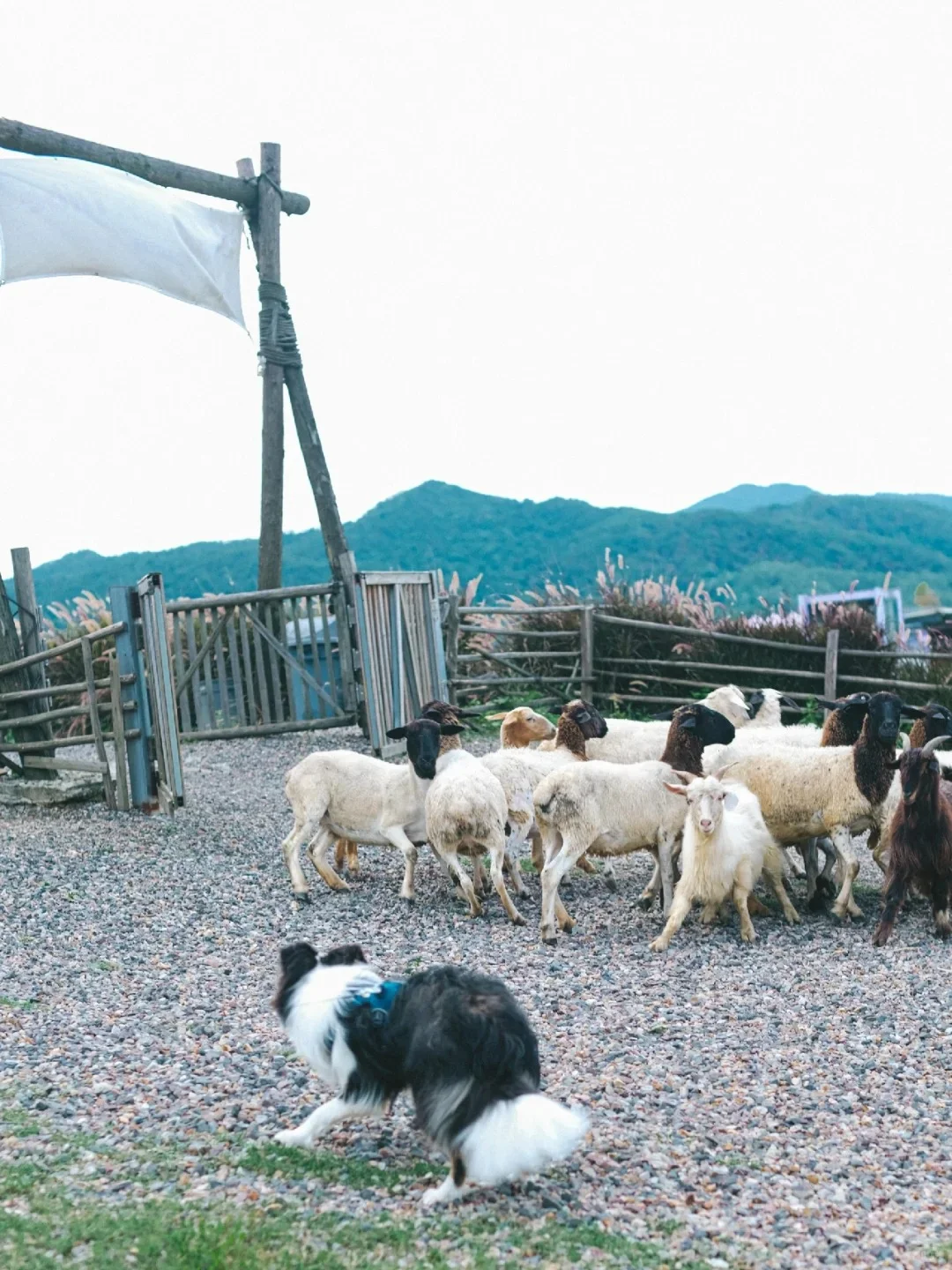 牛羊定位器，养殖户的定心丸??