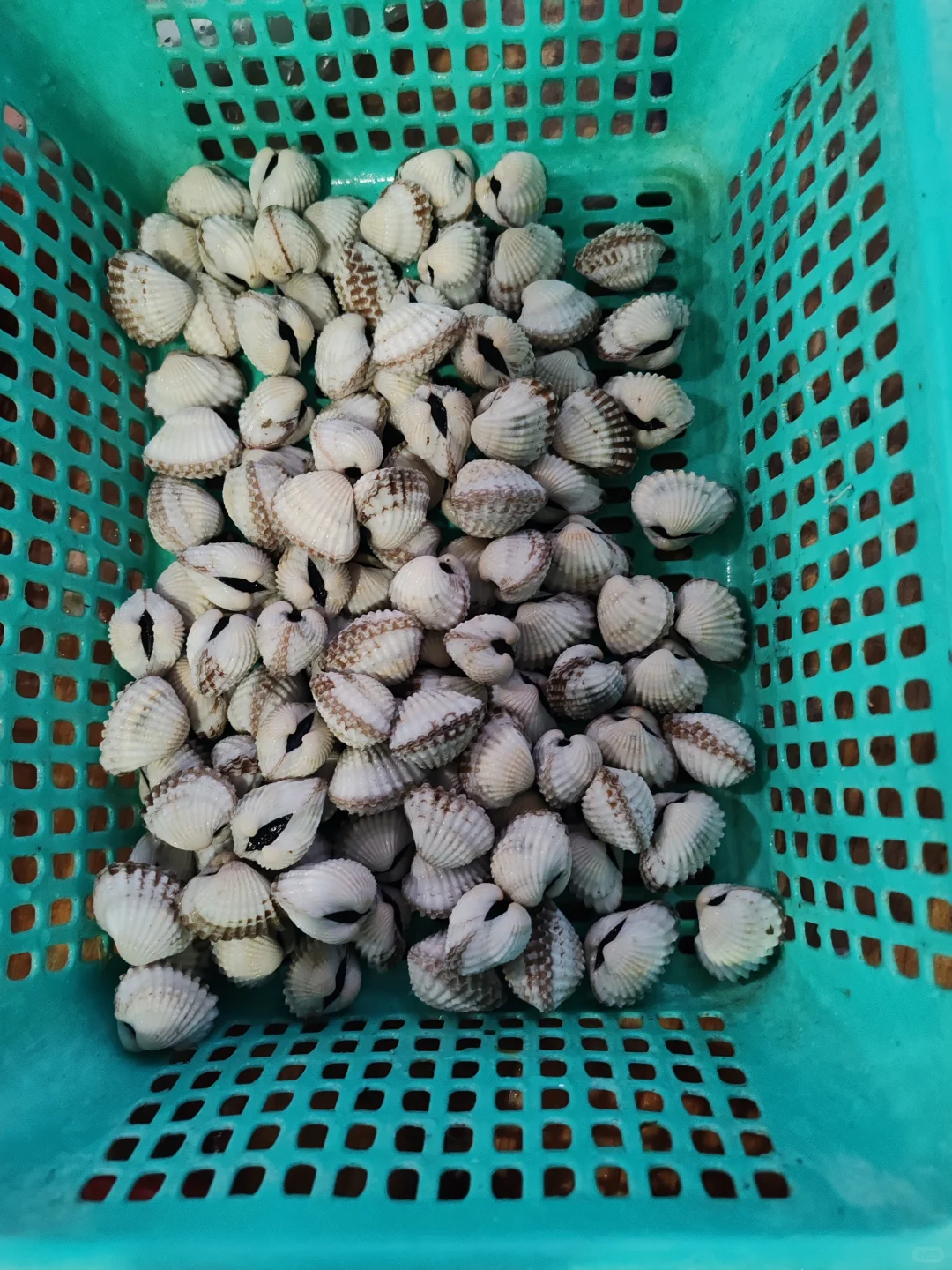 霞浦｜海鲜加工 （省钱又能吃到美味）