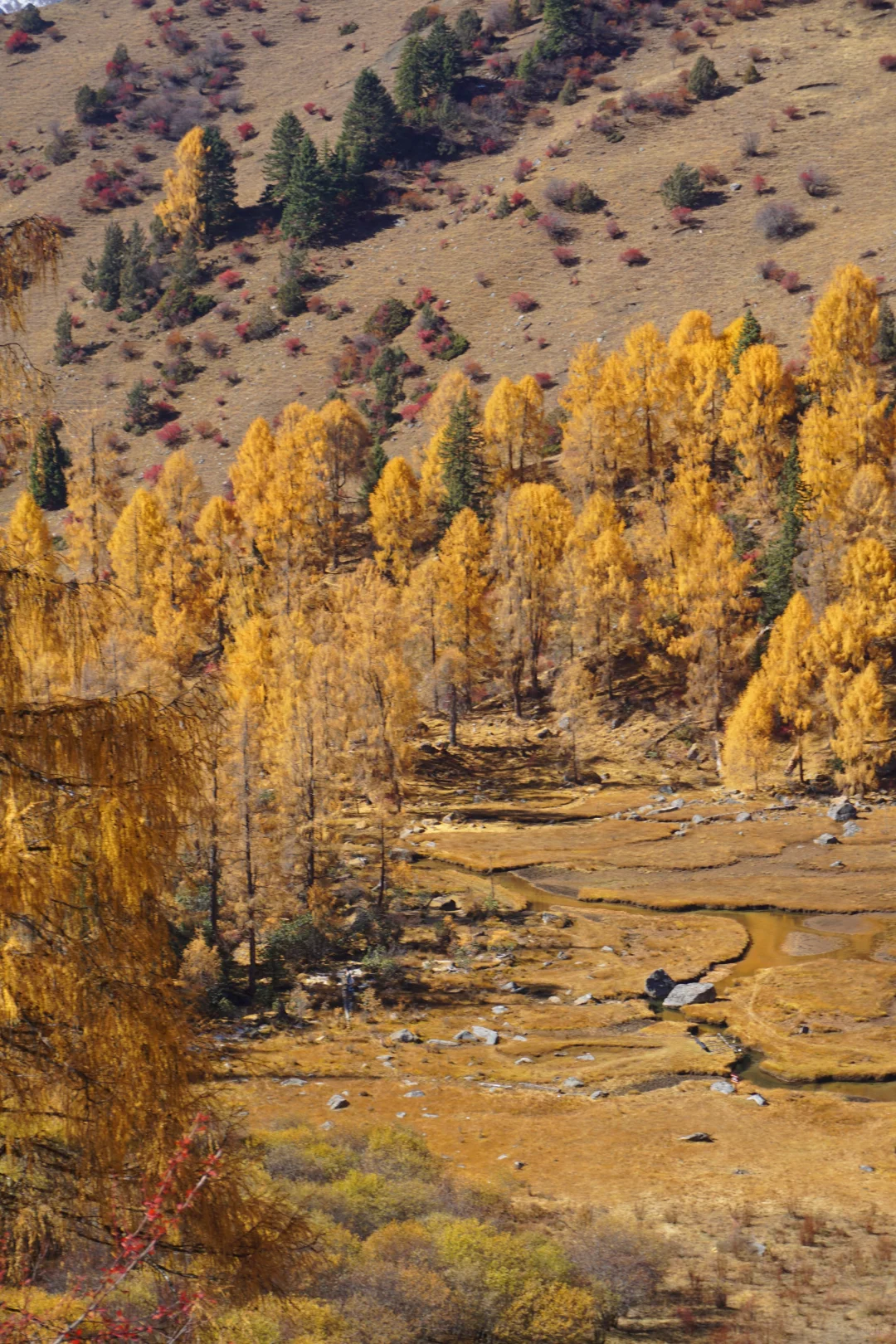 川西系列～小金～大坪牧业村～龙头滩