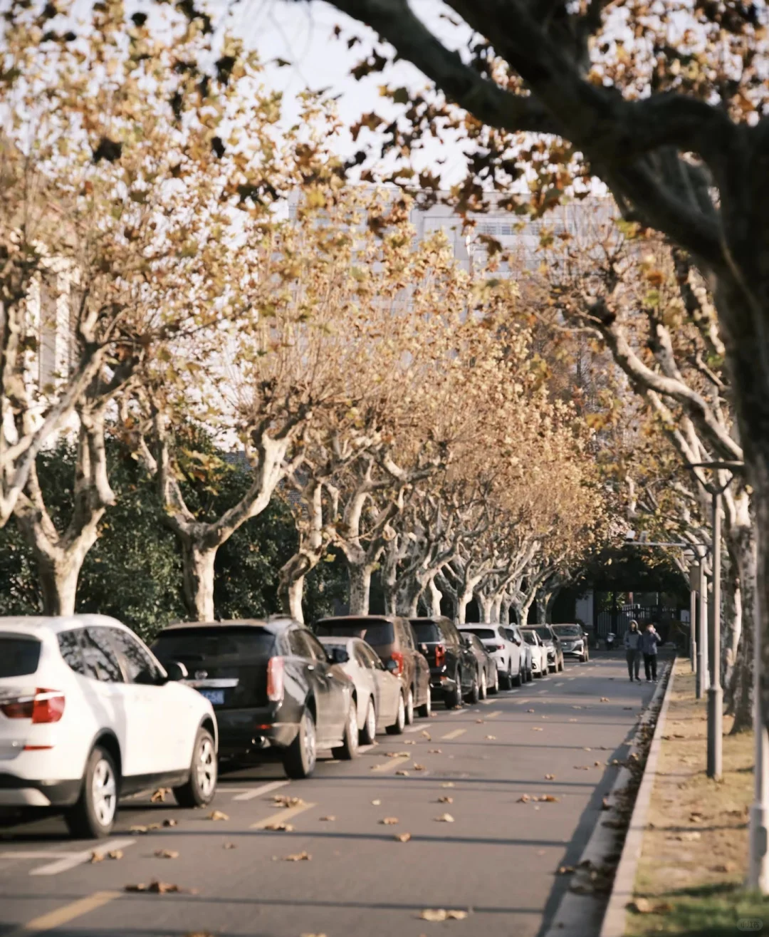 复旦大学-邯郸半日参观攻略