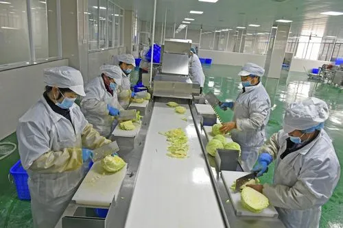 以净菜加工生产线设备为引擎，驱动乡村振兴