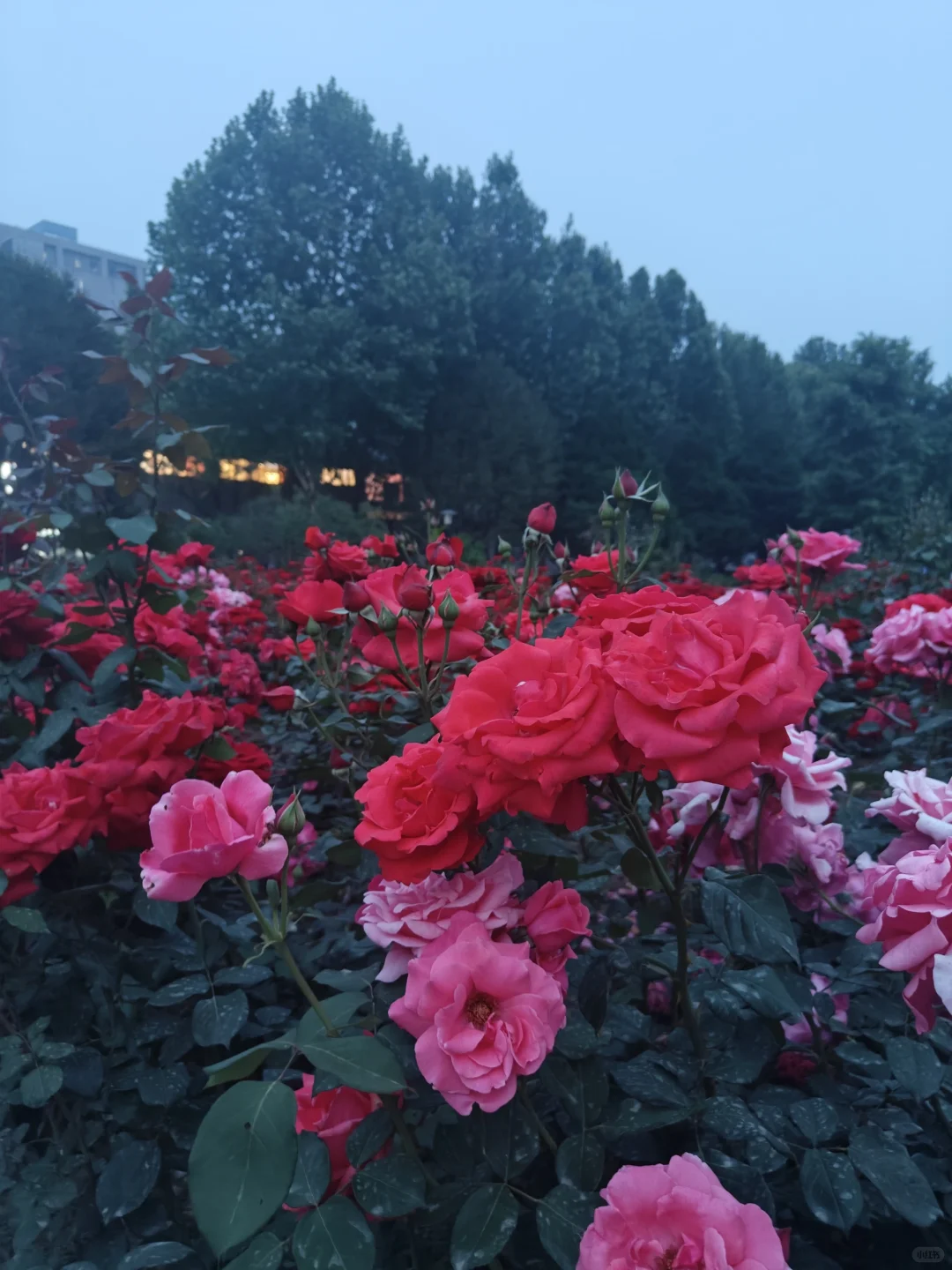 讲真，我不太建议你去图书馆学习