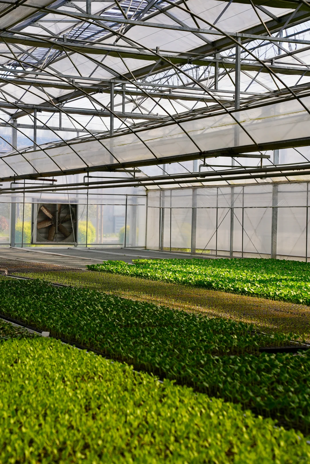 阳光洒进大棚的幸福感