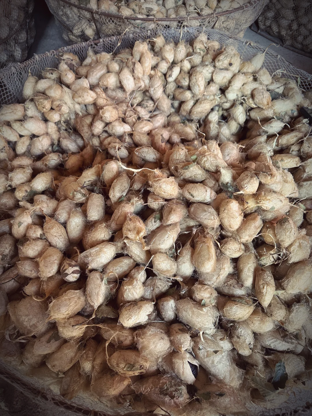 为热爱奔走的田野人