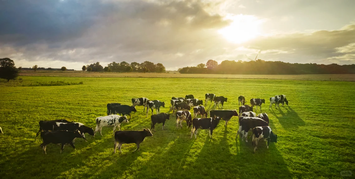 *Arla奶牛的幸福生活