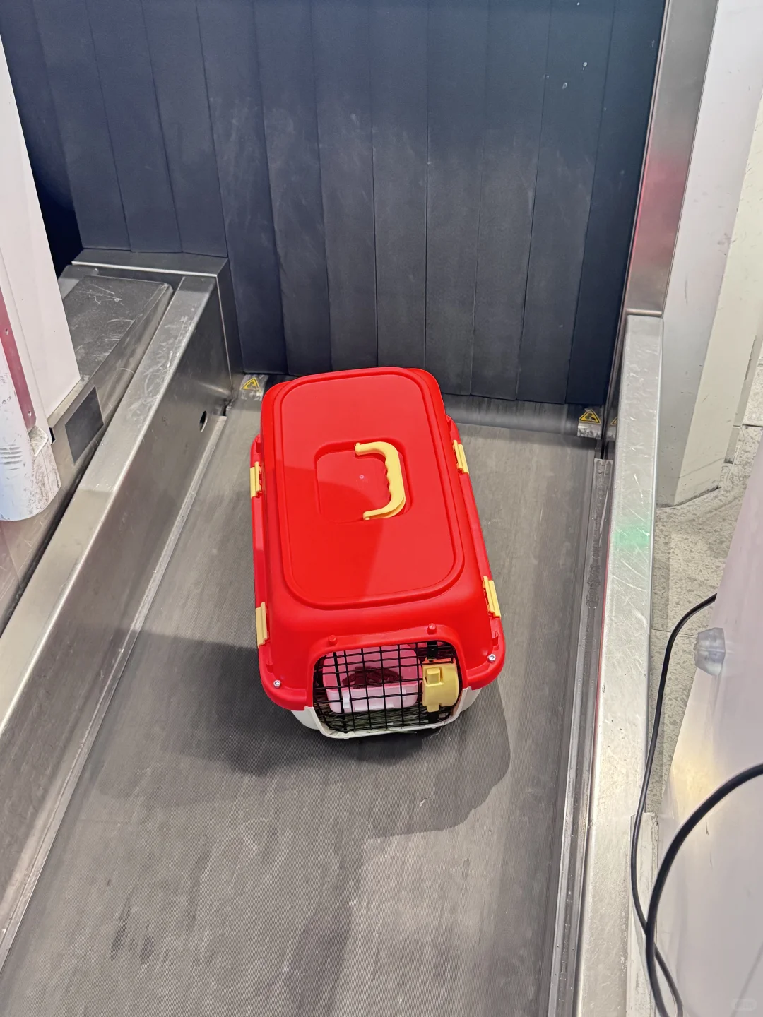 大兴机场宠物托运全过程 小兔坐飞机