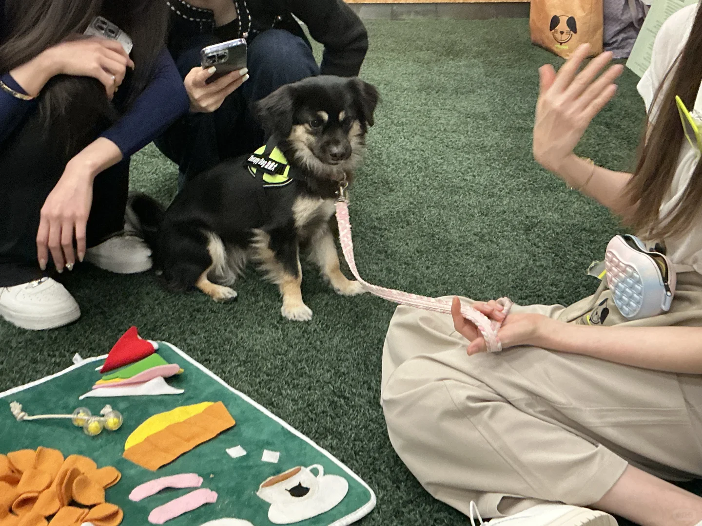 谁家图书馆可以撸小狗呀