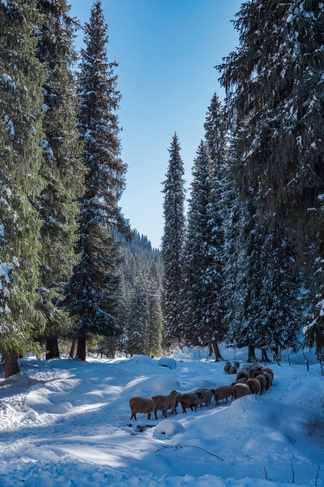 新疆踩线手记｜伊犁我最爱的冬天，原来在昭苏