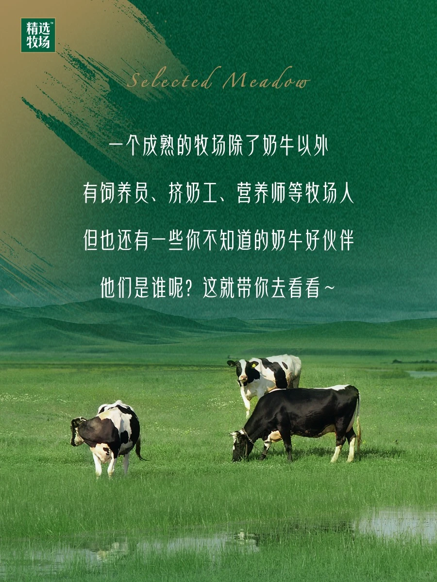 必须给这些牧场劳动者一个大大的赞！